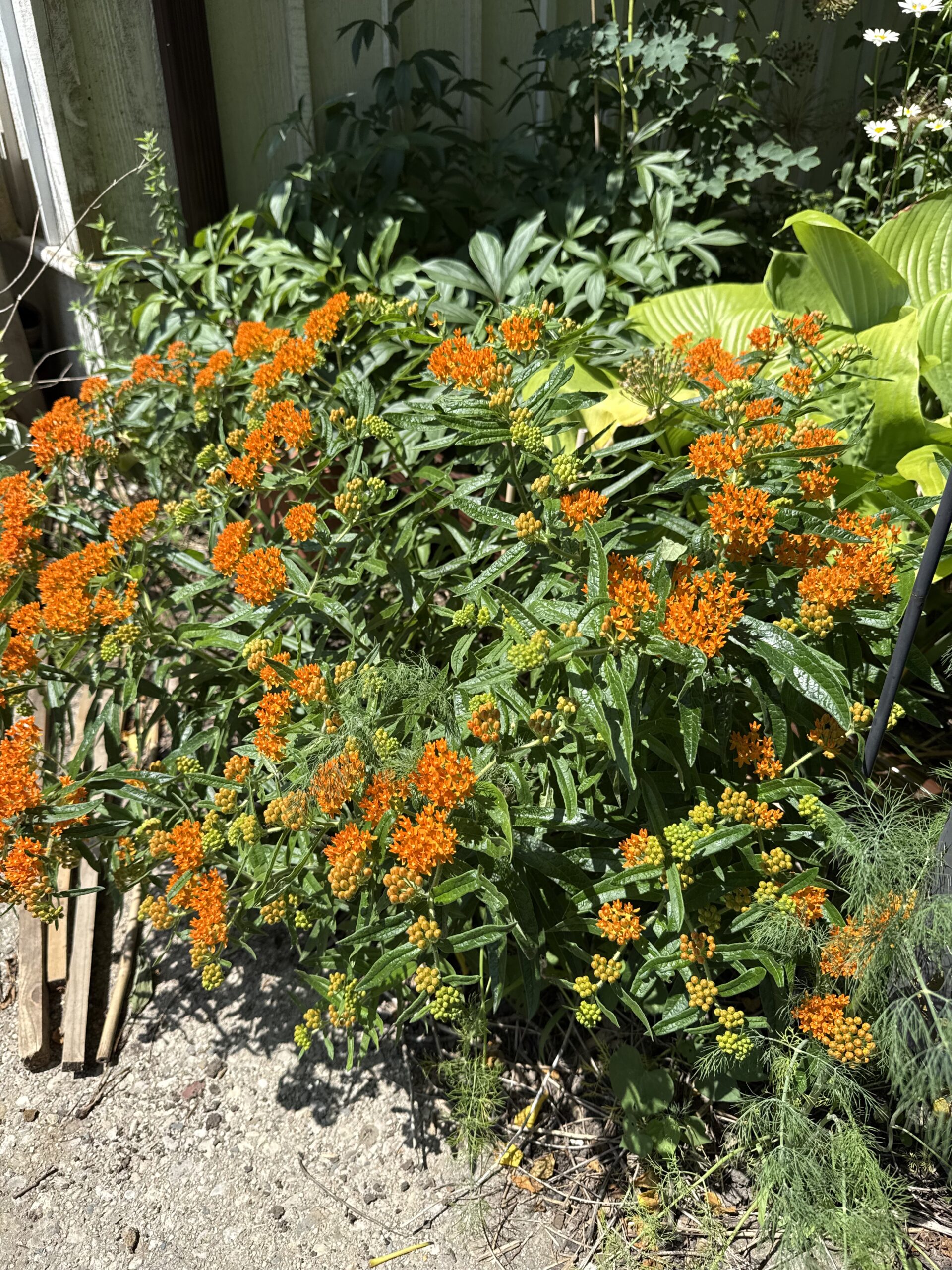 Butterfly weed in full bloom.