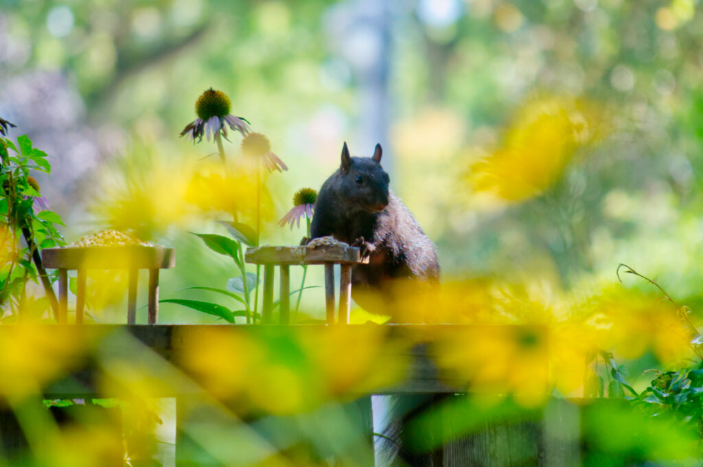 A black-coloured Eastern Grey Squirrel is standing at a tiny table that is part of a tray feeder. They are coyly looking at the camera, and surrounded by yellow flowers that are out of focus, and creating a dreamy haze.