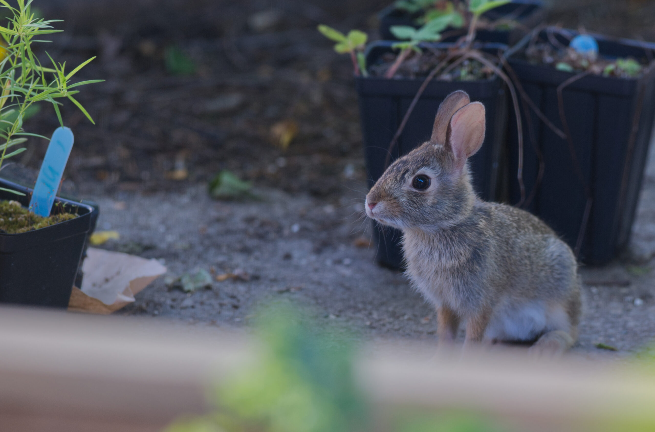A baby Eastern Cottontail rabbit pauses while walking through some nursery pots full of seedlings that are on the ground.