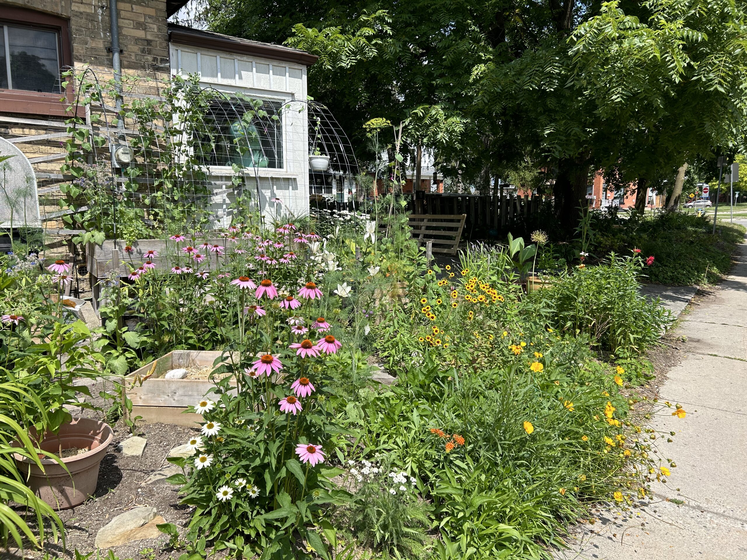 The south pollinator gardens in 2024