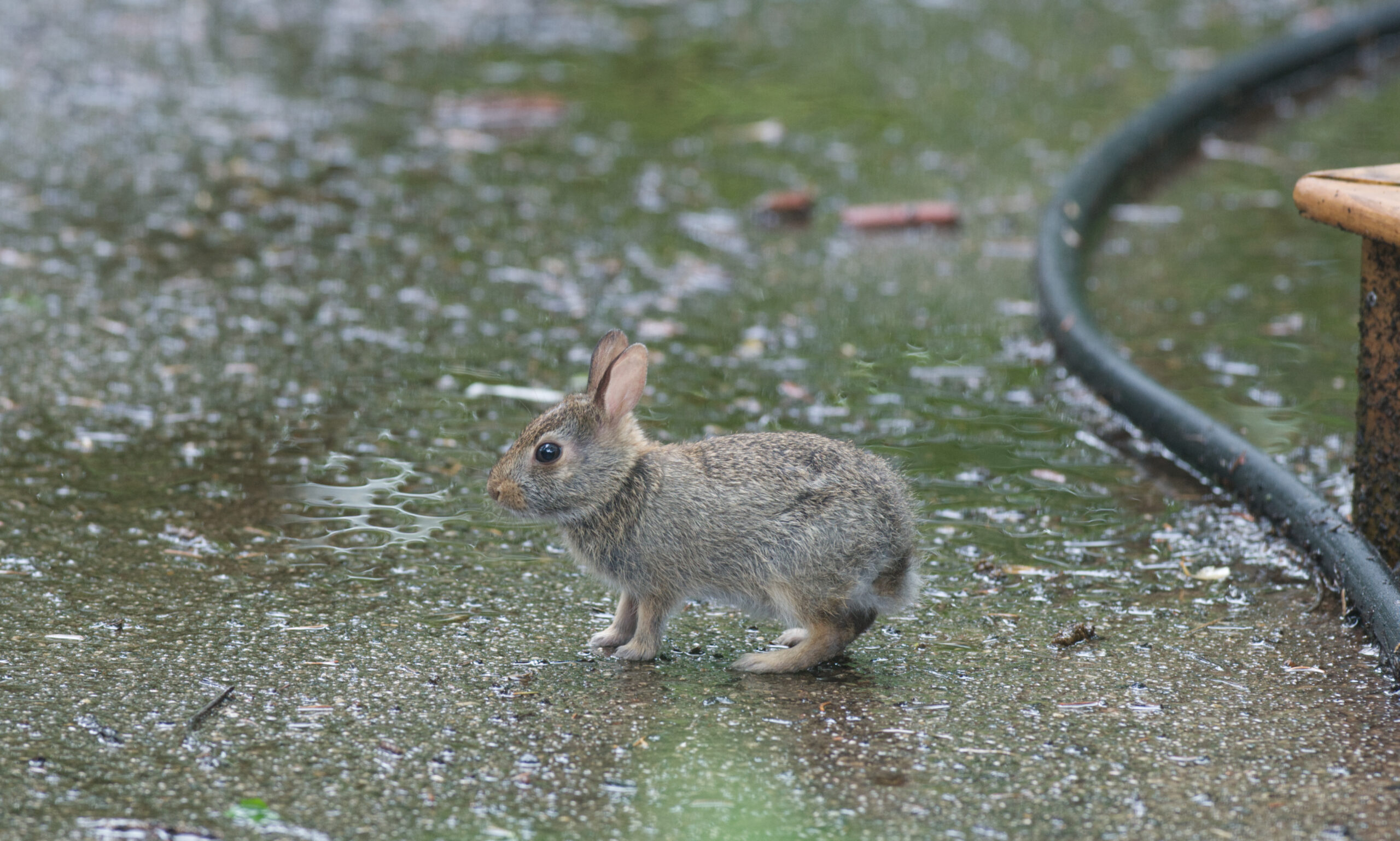 A baby Eastern Cottontail rabbit standing on the wet ground, looking adorable