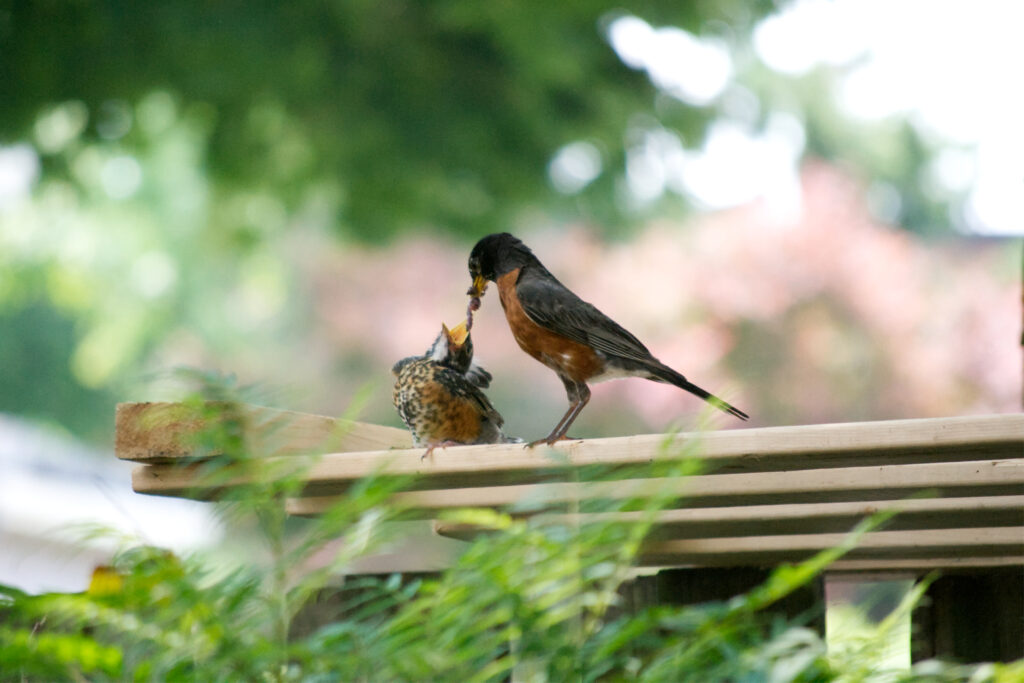 A mother robin feeding her fledgling a worm on my fence