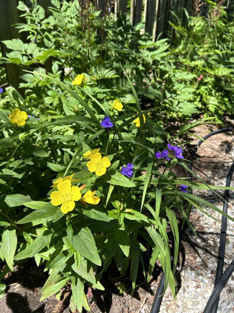 Evening Primrose and Ohio Spiderwort, in bloom together