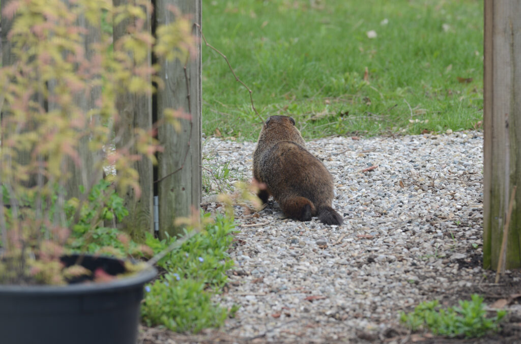 A groundhog sits in the middle of the open gate, debating their next move
